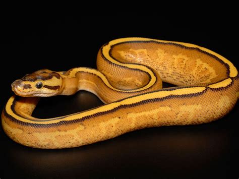 Bildergebnis für Super Specter Ball Python