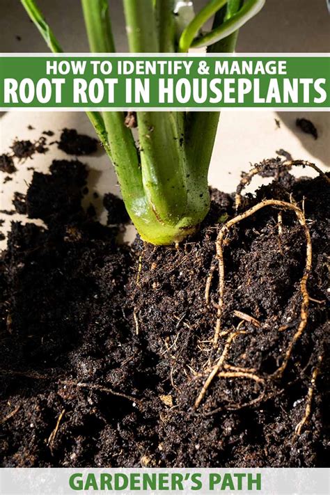 Image result for How to Treat Root Rot
