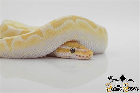 Image result for Bamboo Ultramel Ball Python
