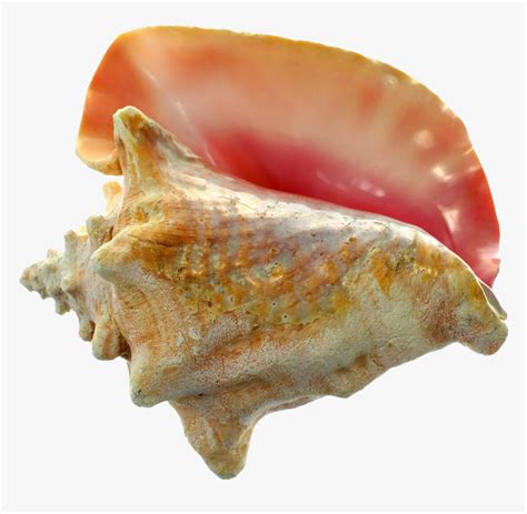 Conch Shell Color に対する画像結果