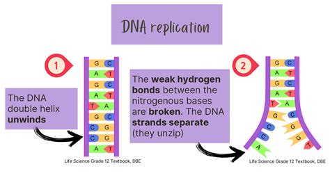 Image result for DNA Grade 12