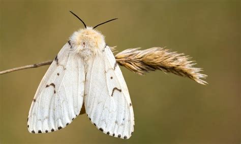 Gypsy Moth in Canada に対する画像結果