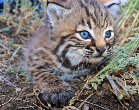 Toradh íomhá ar Small Bobcat