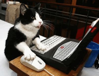 Cat Playing Computer Game に対する画像結果