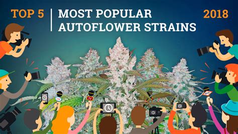 Image result for Autoflower Strains