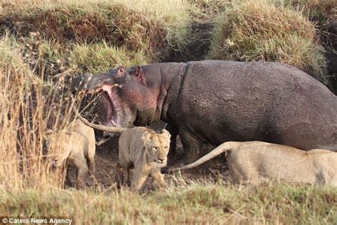 Hippo Predators-এর ছবি ফলাফল