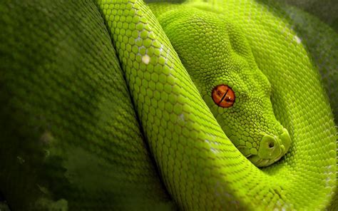 Image result for Python Green Colour Background