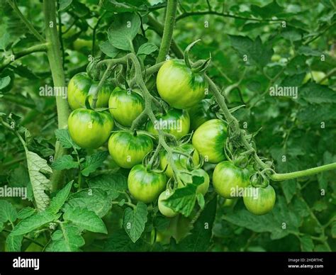 Image result for Tomato EXEFile