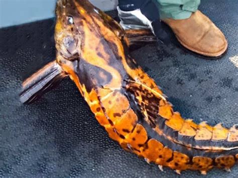 Image result for Weird Exploding Sea Creature