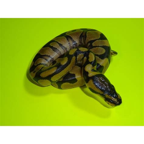 Toradh íomhá ar Super Enchi Ball Python