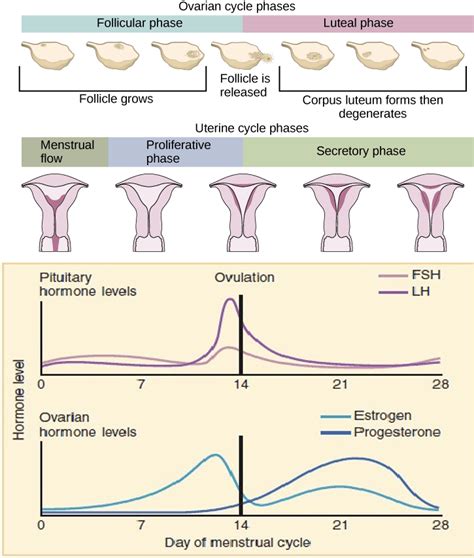 Human Reproductive Cycle | The Biology of Sex and Death (Bio 1220)
