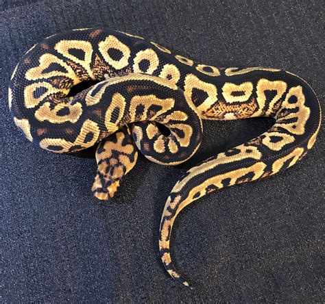 Image result for Cool Ball Python