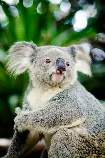 Koala Sitting in Tree No Background に対する画像結果