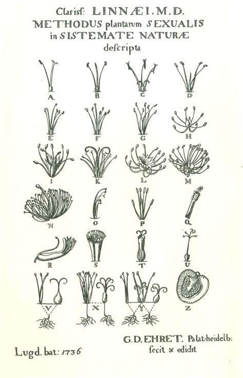 Linnaeus Chart に対する画像結果
