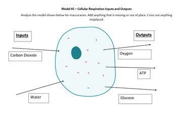Image result for Modeling Cellular Respiration