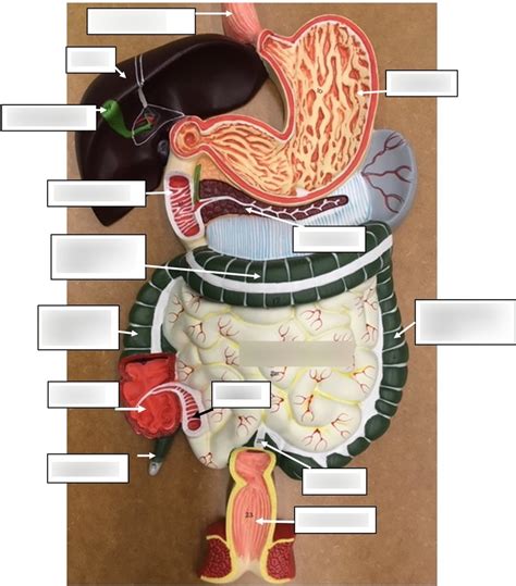 Image result for Digestive System Model Labeled