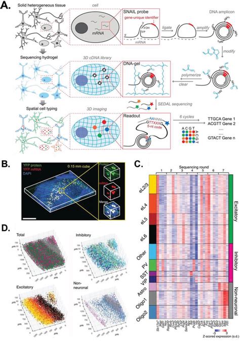 Image result for Spatial Transcriptomics Diagram