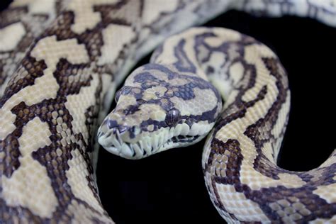 Image result for Coastal Carpet Python Size