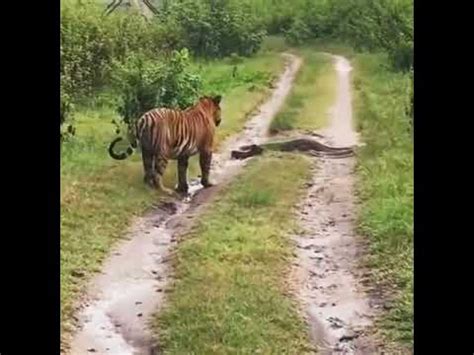 Image result for Python Gieng vs Tiger