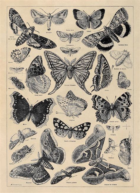Toradh íomhá ar Butterfly Color Chart