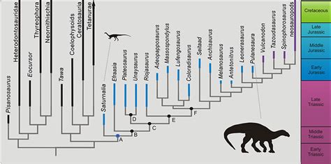 Image result for Transitional Forms