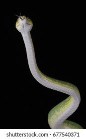 Image result for Green Tree Python Standing