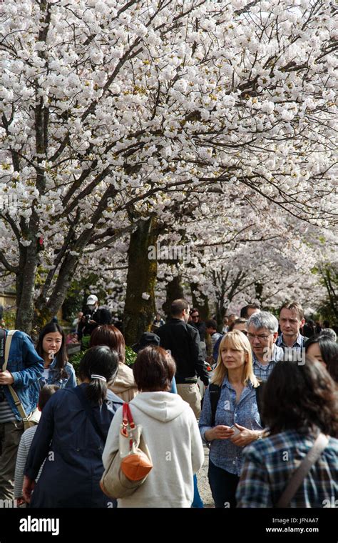 Toradh íomhá ar Hanami Path