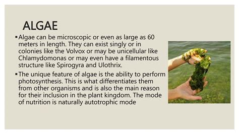 Image result for Classification System Algae