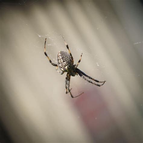 Image result for Spider Image ID