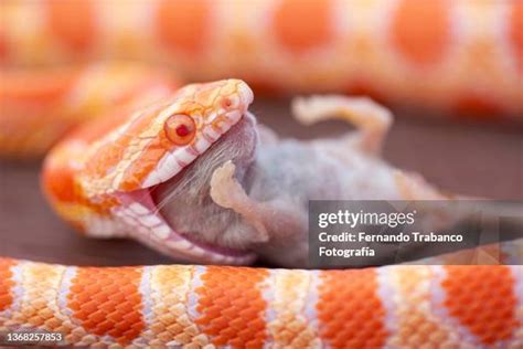 Image result for Lizard Eating Mouse
