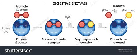 Afbeeldingsresultaten voor Sucrase Enzyme Structure