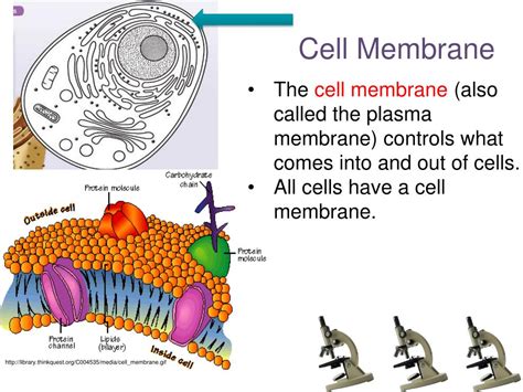Image result for Flagella Cell Structure