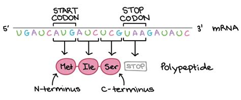 Image result for Protein That Reads Codon