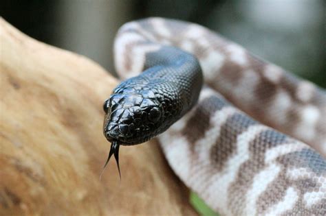 Image result for Brown-headed Python