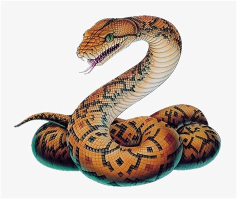 Image result for Python Line Art PNG