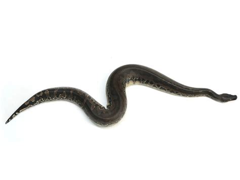 Toradh íomhá ar Wild Python Tail