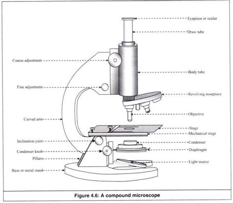 Image result for Microscope Drawing with Parts