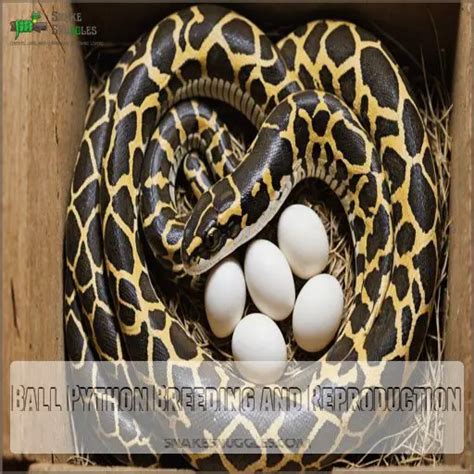 Ball Python Reproduction に対する画像結果