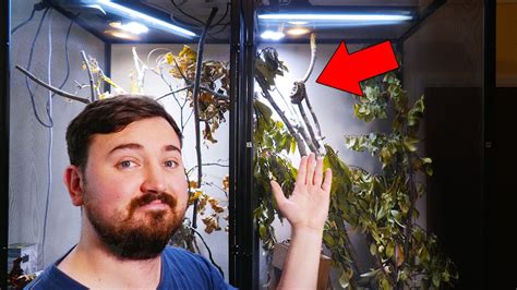 Image result for Spotted Python Setup