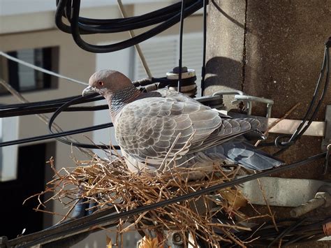 Image result for Pigeon Nest
