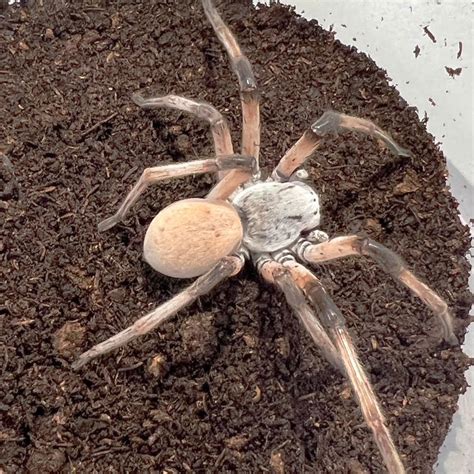 Image result for Huntsman Spider Arizona