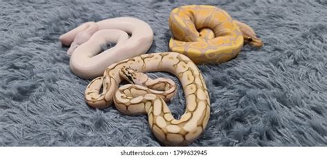 Ball Python Sleep に対する画像結果