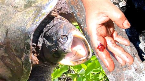 Giant Snapping Turtle Bite