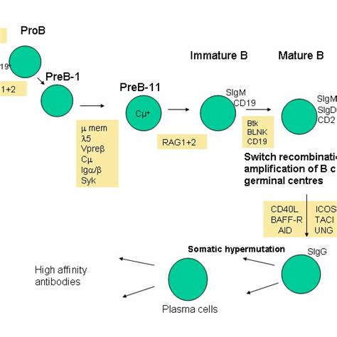 Toradh íomhá ar Plasma Cells Affinity Maturation