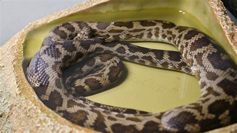 Image result for Spotted Python Setup