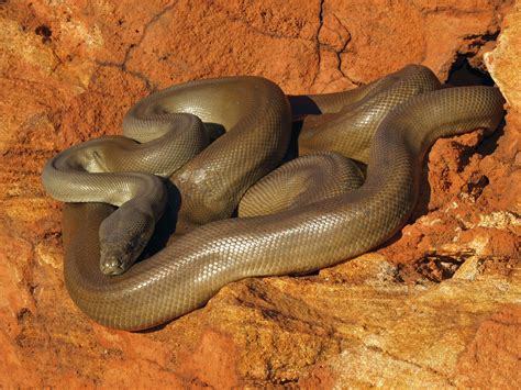 Image result for Oilive Python Colouring In