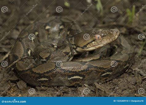 Image result for Baby Reticulated Python