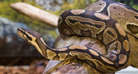 Image result for Royal Python in the Wild