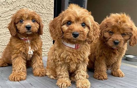 Image result for Cavapoo Birth