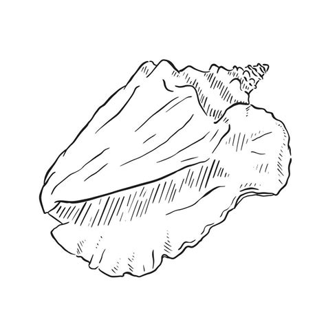 Image result for Hand Drawn Shell Conch Line Drawing